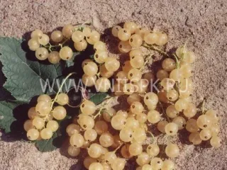 Сорт смородины красной Ютерборгская (Weisse Yuterborger)