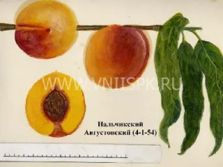 Сорт персика Нальчикский Августовский