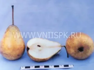 Сорт груши Рекордистка