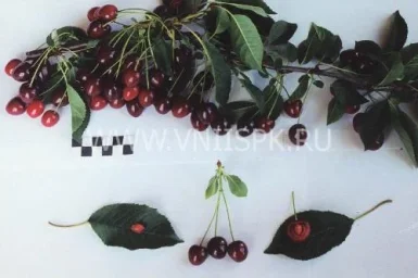 Сорт вишни Лебедянская 0