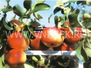 Сорт яблони Ренет Кабардинский