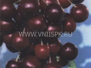 Сорт черешни Память О Кайсыне
