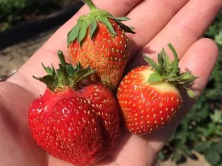 Сорт клубники Фестивальная ромашка