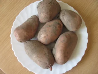 Сорт картофеля Славянка 0