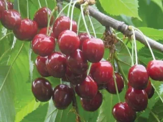 Сорт черешни Аделина