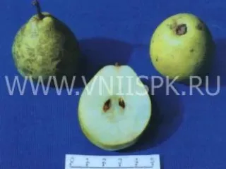 Сорт груши Октябрьская