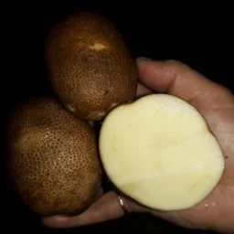 Сорт картофеля Киви 1