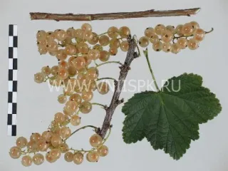 Сорт смородины красной Белая Потапенко
