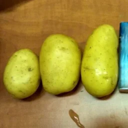 Сорт картофеля Зекура 0