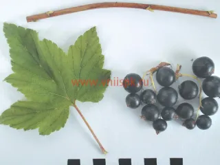 Сорт смородины черной Шадриха