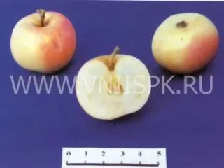 Сорт яблони Налив Амурский