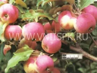 Сорт яблони Стройное